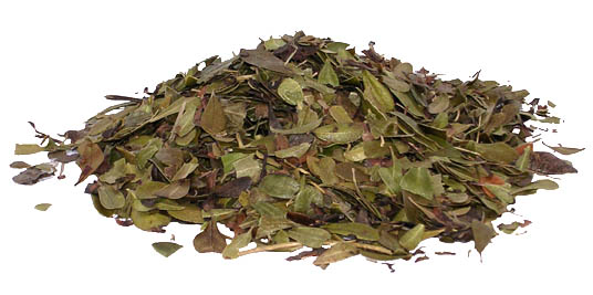 Uva Ursi Leaf - Kinnikinnik - ORGANIC