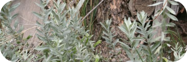 Grey-white colored White Sage plants growing