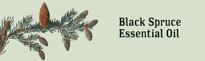 black spruce essential oil uses and recipes