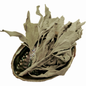 An abalone shell with organic white sage leaves