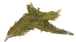 Cedar leaf flat (Whole) Repack 1oz