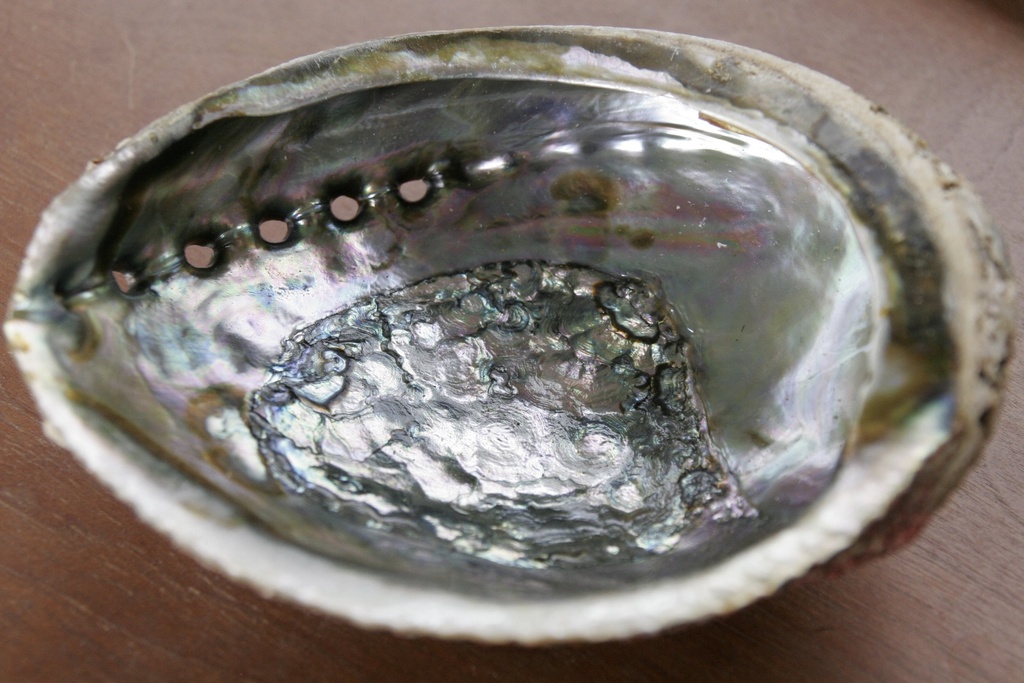 Abalone Shell 5-6 inch