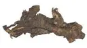 Osha Root Repack .5oz